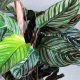  Calathea calathea ornata 'Sanderiana' | GROS