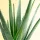  Răsad de aloe vera într-un recipient de 0,5-1 litri