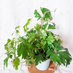  TISA ROMBOLICA ELLEN DANICA CISSUS, dimensiune 13 cm