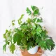  TISA ROMBOLICA ELLEN DANICA CISSUS, dimensiune 13 cm