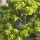  Răsad de Crassula ovata „Minor” într-un recipient de 0,5 l
