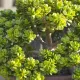  Răsad de Crassula ovata „Minor” într-un recipient de 0,5 l