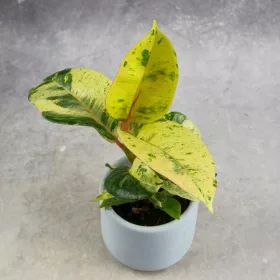    Ficus Elastica Shivereana Moonshine, Ficus bogat colorat DØ6cm