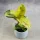  Ficus Elastica Shivereana Moonshine, Ficus bogat colorat DØ6cm