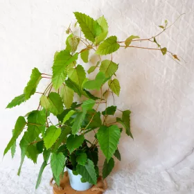  TISA AUSTRALIAN CISSUS ANTARCTICA, dimensiune 13 cm
