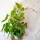  TISA AUSTRALIAN CISSUS ANTARCTICA, dimensiune 13 cm