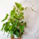  TISA AUSTRALIAN CISSUS ANTARCTICA, dimensiune 13 cm