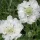  Drakiew Caucazian Perfecta Alba Scabiosa caucasica inaltime din 04.03.2024