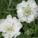  Drakiew Caucazian Perfecta Alba Scabiosa caucasica inaltime din 04.03.2024