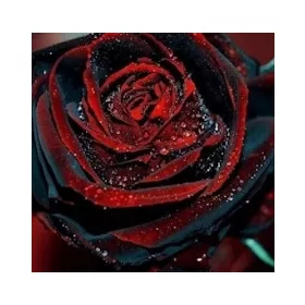 BLACK BLOOD TRACE - SEMINTE