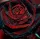  BLACK BLOOD TRACE - SEMINTE