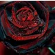  BLACK BLOOD TRACE - SEMINTE