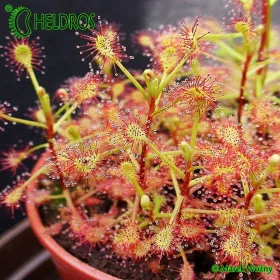  Roza MADAGASCAN - 20 de seminte, set de cultivare
