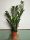  Zamioculcas zamiofolia inaltime 70cm Zamia Zamio XL