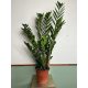  Zamioculcas zamiofolia inaltime 70cm Zamia Zamio XL