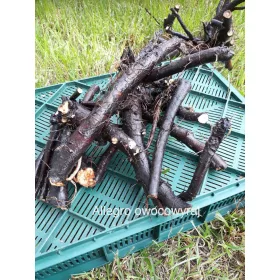  Rădăcină proaspătă de consolă 1kg