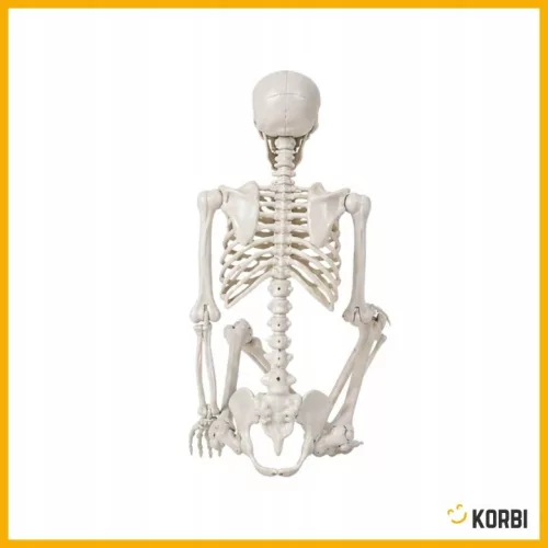 Schelet decorativ Korbi înalt de 165 cm