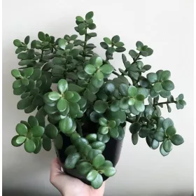  Crassula Ovata Minor 8,5 puieți într-un recipient de 0,5l