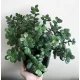  Crassula Ovata Minor 8,5 puieți într-un recipient de 0,5l