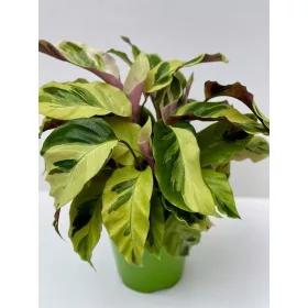  CALATHEA 'Yellow Fusion' Calathea