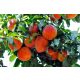  Piersici și nectarine ISKRA, răsad rădăcină goală, 120-140 cm