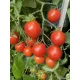  ROSII MAX TIMPURIE 50 DN SUB ARCTIC PLENTY SEMINTE