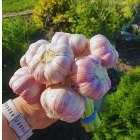  Harnaś Polski usturoi de iarnă 500g