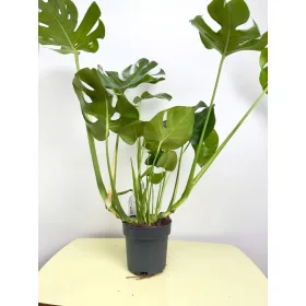 Răsad Monstera într-un recipient de 3-5 litri