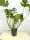  Răsad Monstera într-un recipient de 3-5 litri