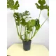  Răsad Monstera într-un recipient de 3-5 litri