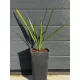  Palmier rezistent la inghet Phoenix Theophrasti 20-30 cm