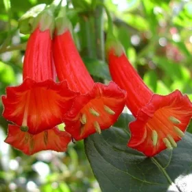  Hurtpol Red Datura seminte 5 buc.