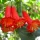  Hurtpol Red Datura seminte 5 buc.