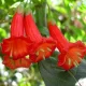  Hurtpol Red Datura seminte 5 buc.