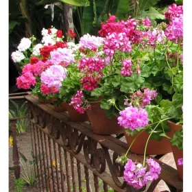  SEMINTE DE PELARGONIUM SPEEDY F2, mix de culori