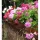  SEMINTE DE PELARGONIUM SPEEDY F2, mix de culori