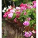  SEMINTE DE PELARGONIUM SPEEDY F2, mix de culori