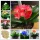  CLIVIA SEEDS MIX planta de interior cu viata lunga