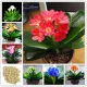  CLIVIA SEEDS MIX planta de interior cu viata lunga