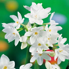  Narcissus Pepperziva Alb - Craciun 5 buc.