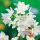  Narcissus Pepperziva Alb - Craciun 5 buc.