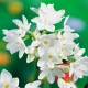  Narcissus Pepperziva Alb - Craciun 5 buc.