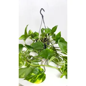  Răsad Epipremnum aureum într-un recipient de 0,5 l