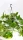  Răsad Epipremnum aureum într-un recipient de 0,5 l