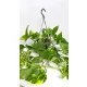  Răsad Epipremnum aureum într-un recipient de 0,5 l