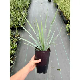  Yucca Rigida Yucca rezistent la inghet 30-40 cm
