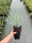  Yucca Rigida Yucca rezistent la inghet 30-40 cm