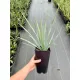  Yucca Rigida Yucca rezistent la inghet 30-40 cm
