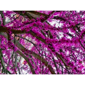  CERCIS CANADENSIS CANADIAN JUDASIAN