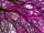  CERCIS CANADENSIS CANADIAN JUDASIAN